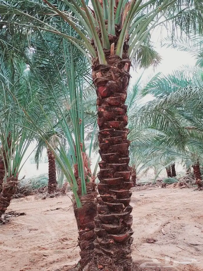 لشغل النخيل تكريب 10