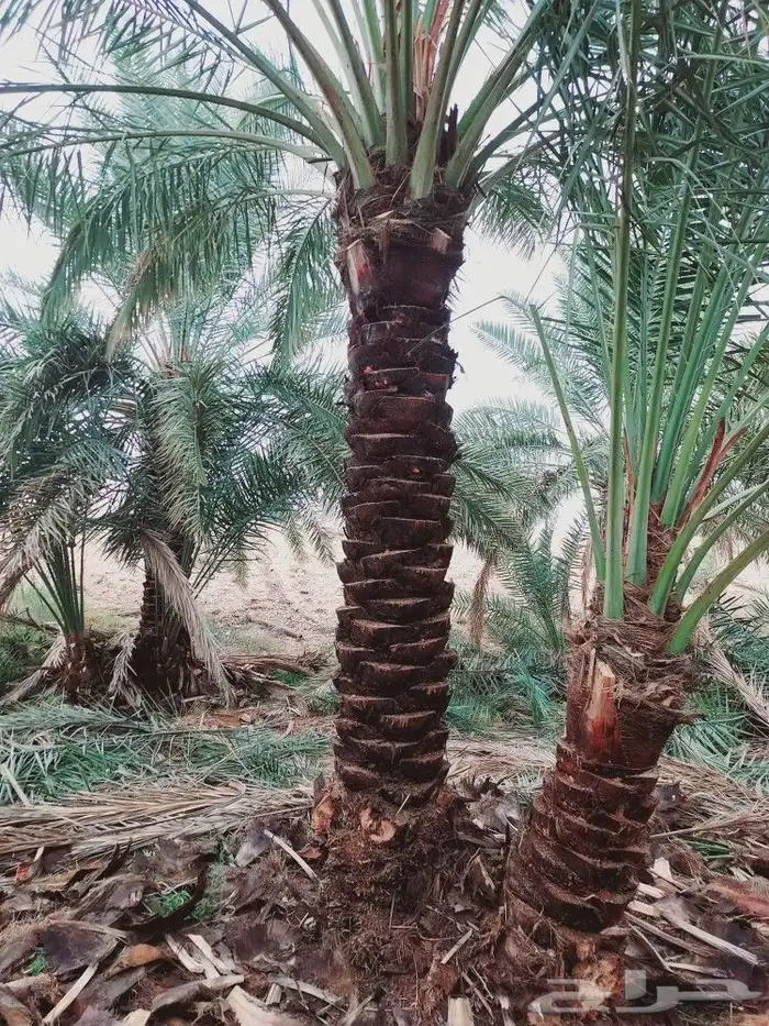 لشغل النخيل تكريب 18