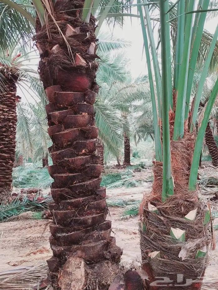 لشغل النخيل تكريب 11