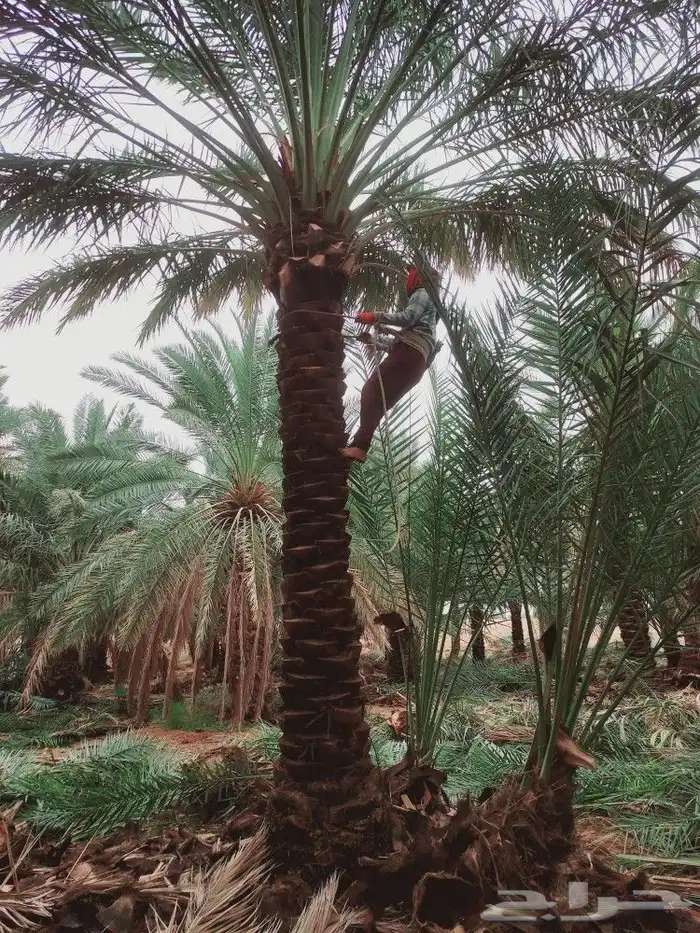 لشغل النخيل تكريب 16