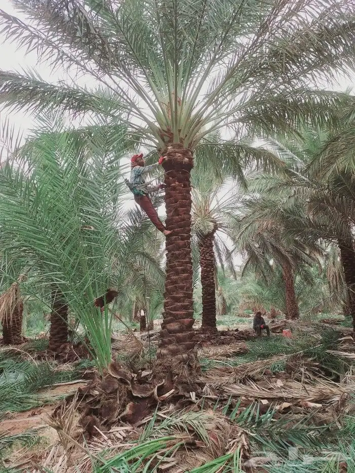 لشغل النخيل تكريب 5