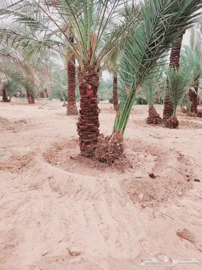 لشغل النخيل تكريب 4