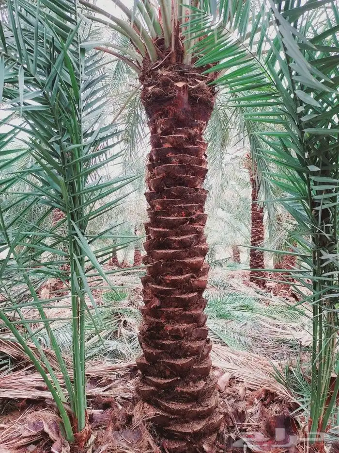 لشغل النخيل تكريب 19