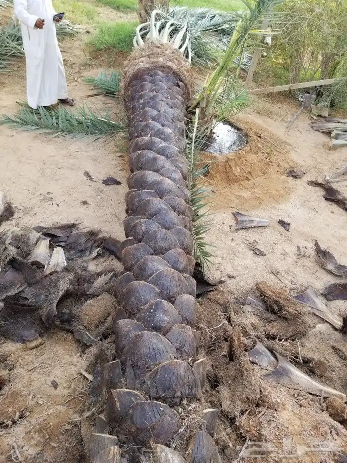 نخل اربعه متر 2