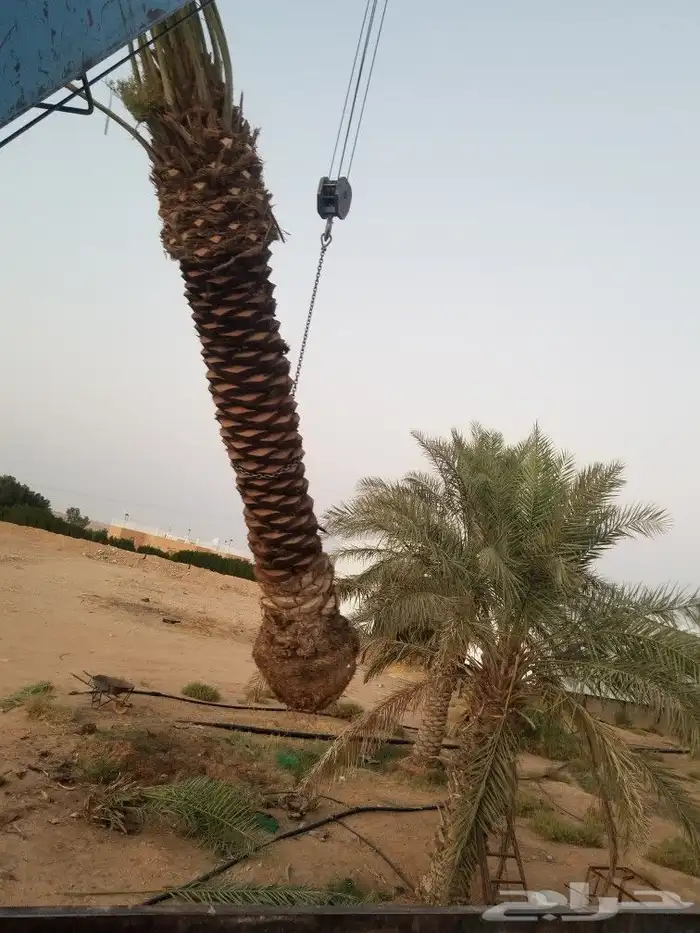 نخل اربعه متر 3