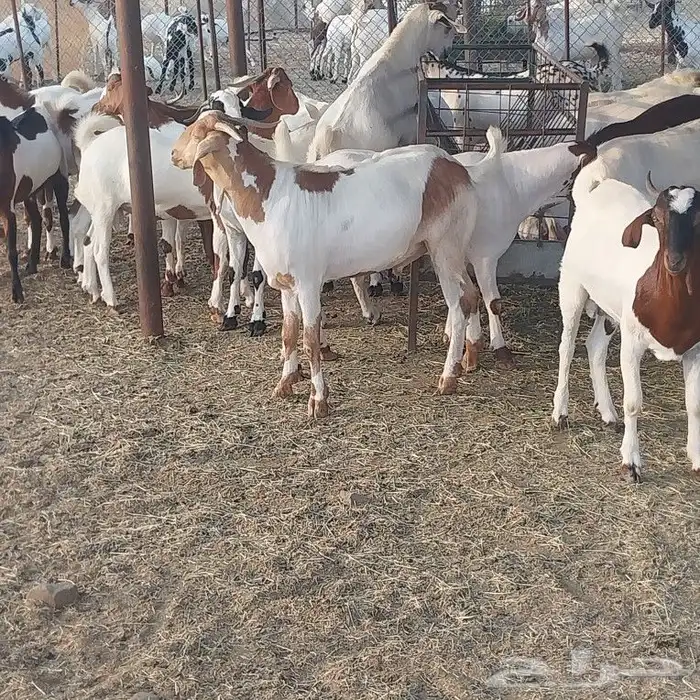تيوس بلديه 1