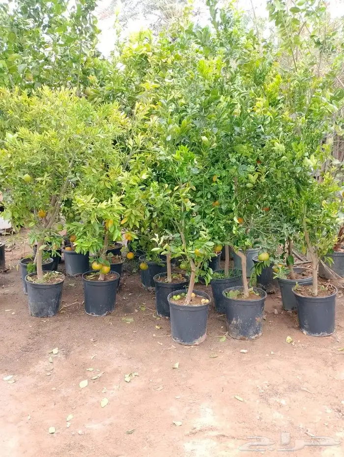 تنسيق حدائق بالرياض 0