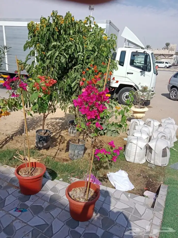 زراعه اشجار 4