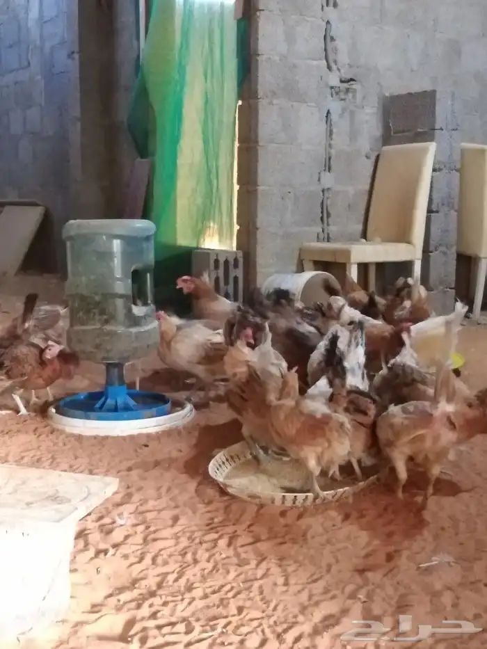 دجاج بلدي بياض على الشرط 5