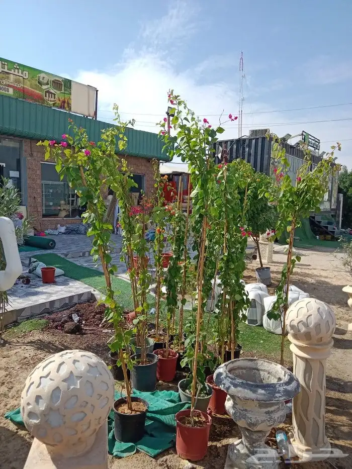زراعه اشجار 8