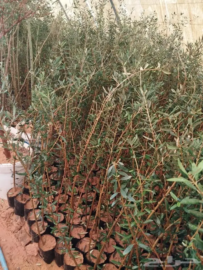 مشتل مؤسسة جوهرة الياسمين نبات والزيتون وتنسيق حدايق 15