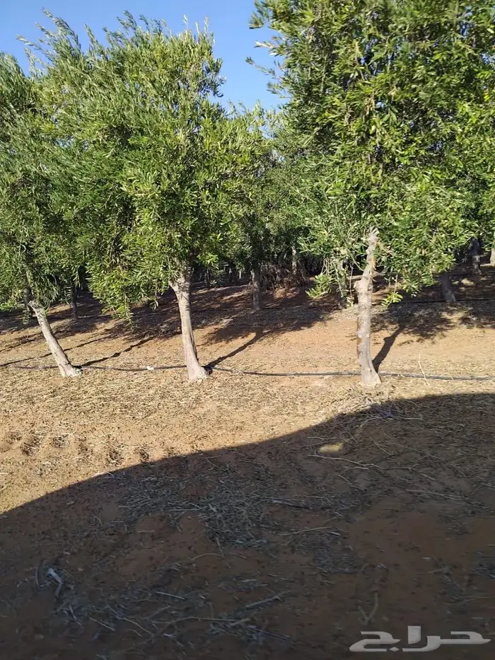 ريتون اشجار مثمرة ومعمرة 10