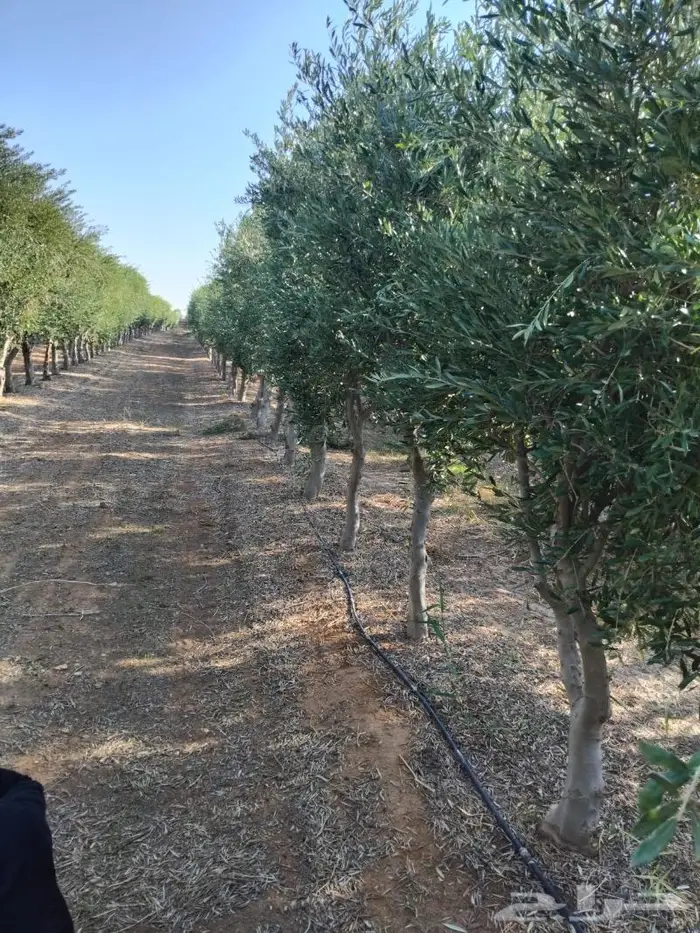 ريتون اشجار مثمرة ومعمرة 11