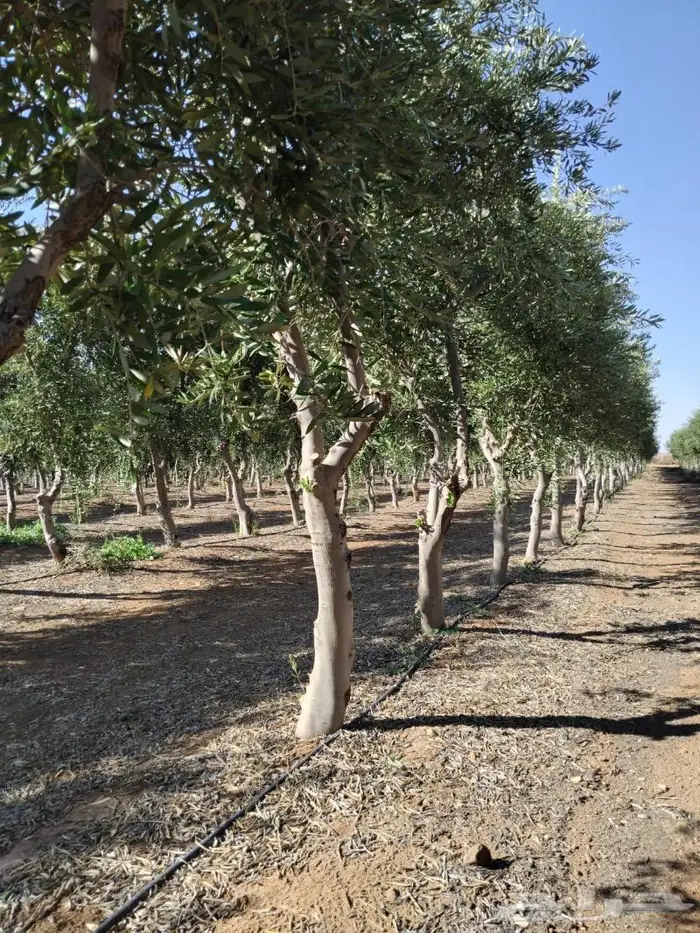 ريتون اشجار مثمرة ومعمرة 9