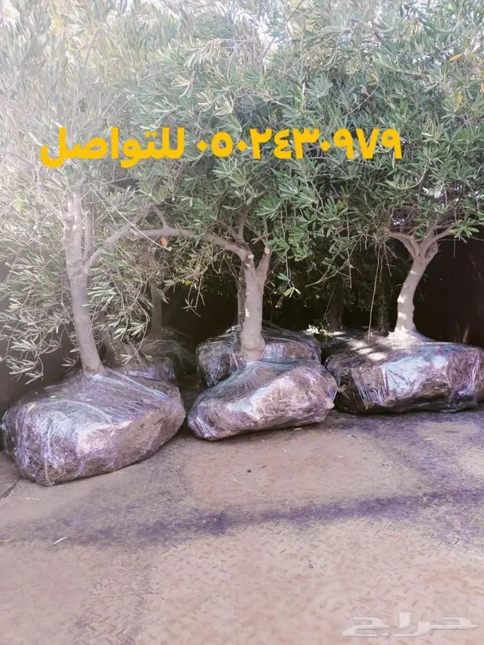 مشتل مؤسسة جوهرة الياسمين نبات والزيتون وتنسيق حدايق 10