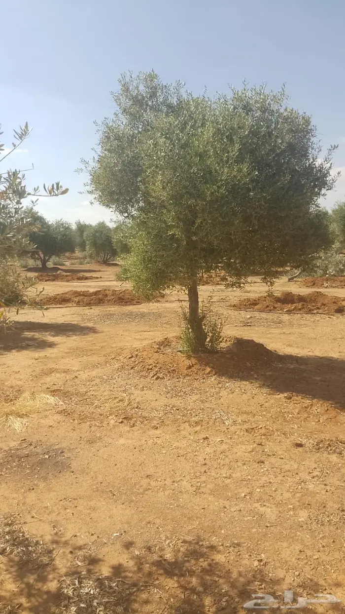 مشتل مؤسسة جوهرة الياسمين نبات والزيتون وتنسيق حدايق 24