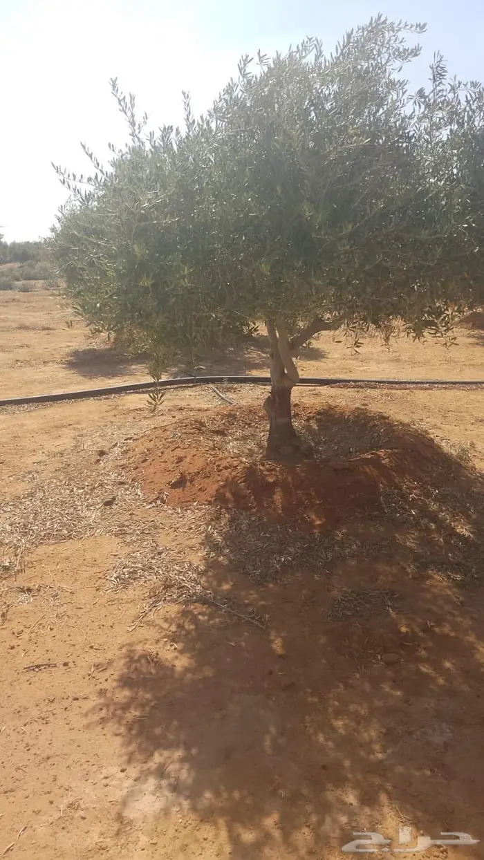 مشتل مؤسسة جوهرة الياسمين نبات والزيتون وتنسيق حدايق 26
