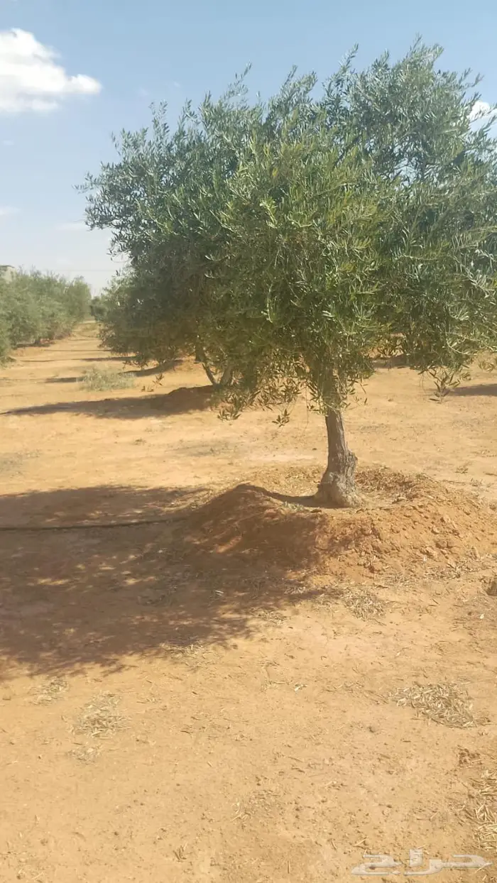 مشتل مؤسسة جوهرة الياسمين نبات والزيتون وتنسيق حدايق 25