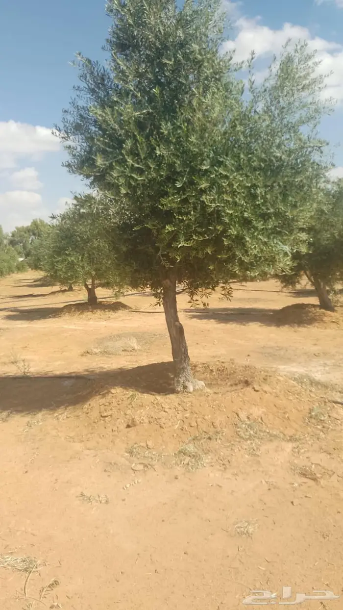 مشتل مؤسسة جوهرة الياسمين نبات والزيتون وتنسيق حدايق 28