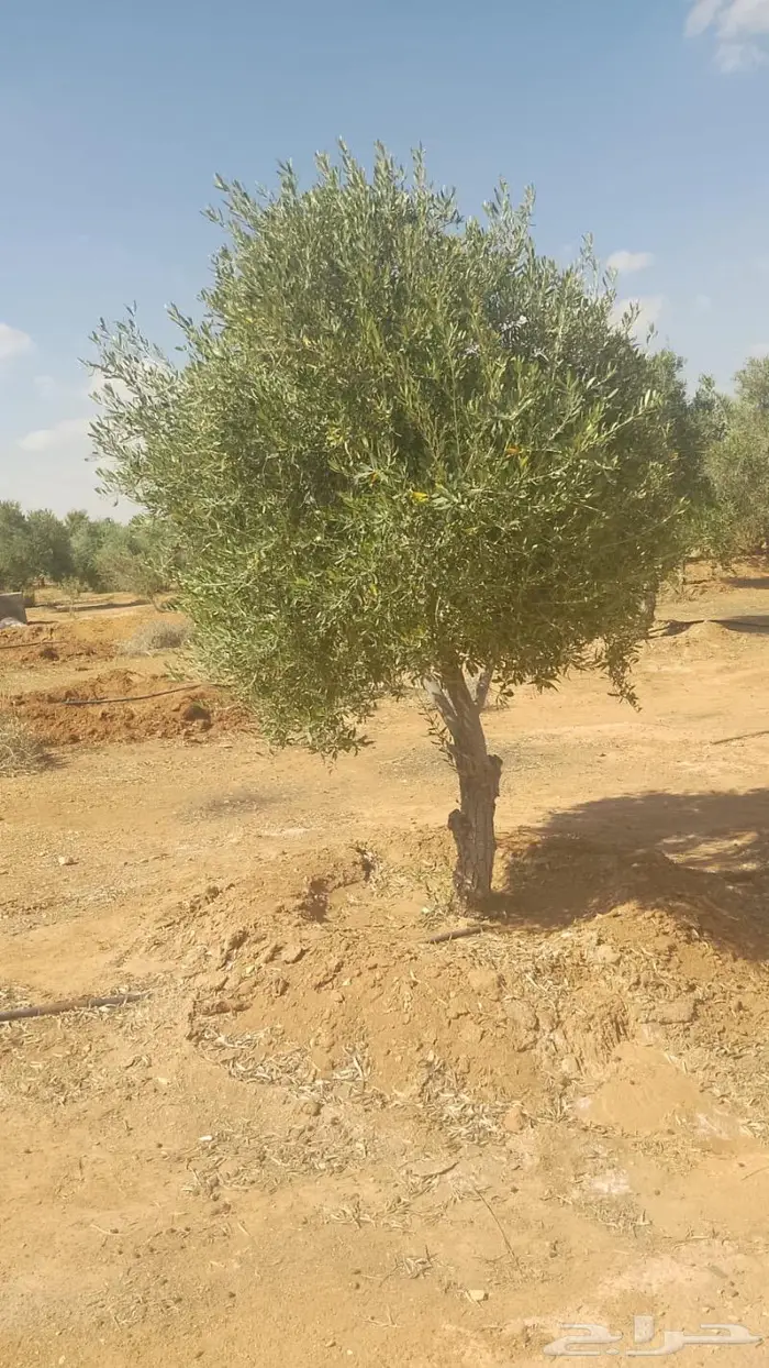 مشتل مؤسسة جوهرة الياسمين نبات والزيتون وتنسيق حدايق 27
