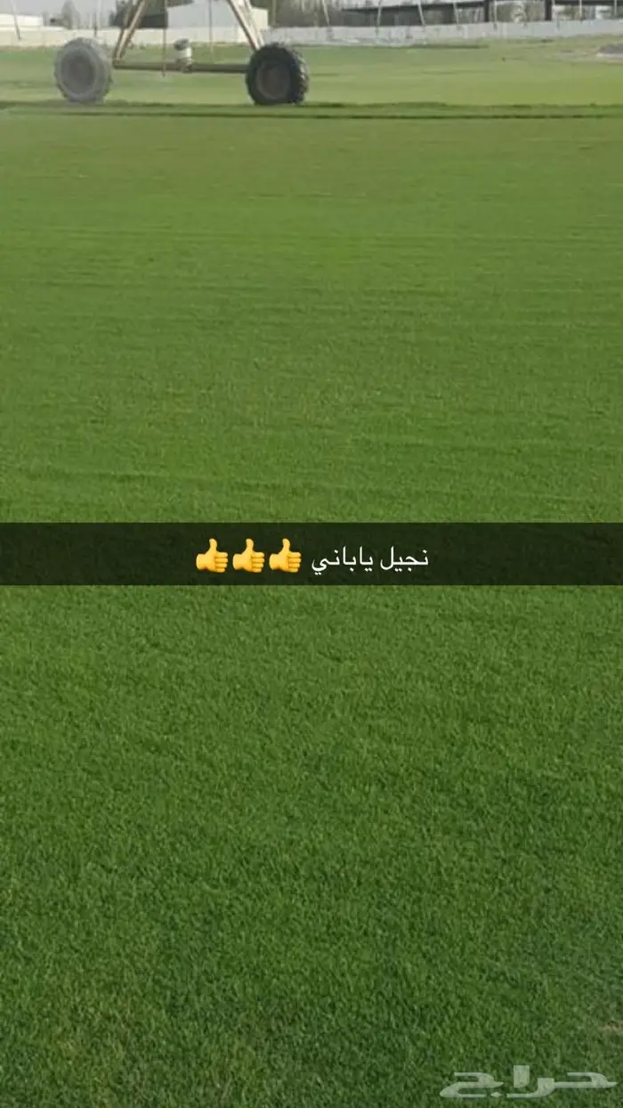 مشتل مؤسسة جوهرة الياسمين نبات والزيتون وتنسيق حدايق 8