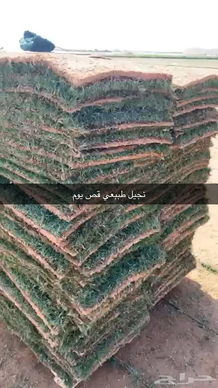 مشتل مؤسسة جوهرة الياسمين نبات والزيتون وتنسيق حدايق 12