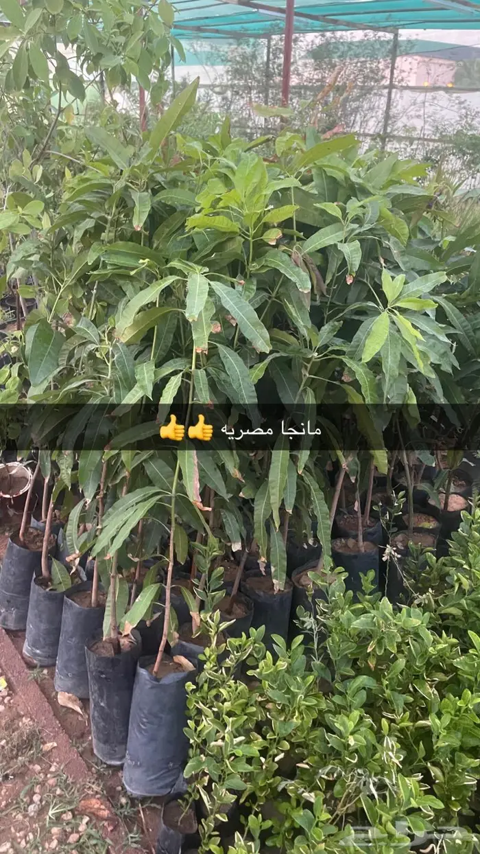 مشتل مؤسسة جوهرة الياسمين نبات والزيتون وتنسيق حدايق 21