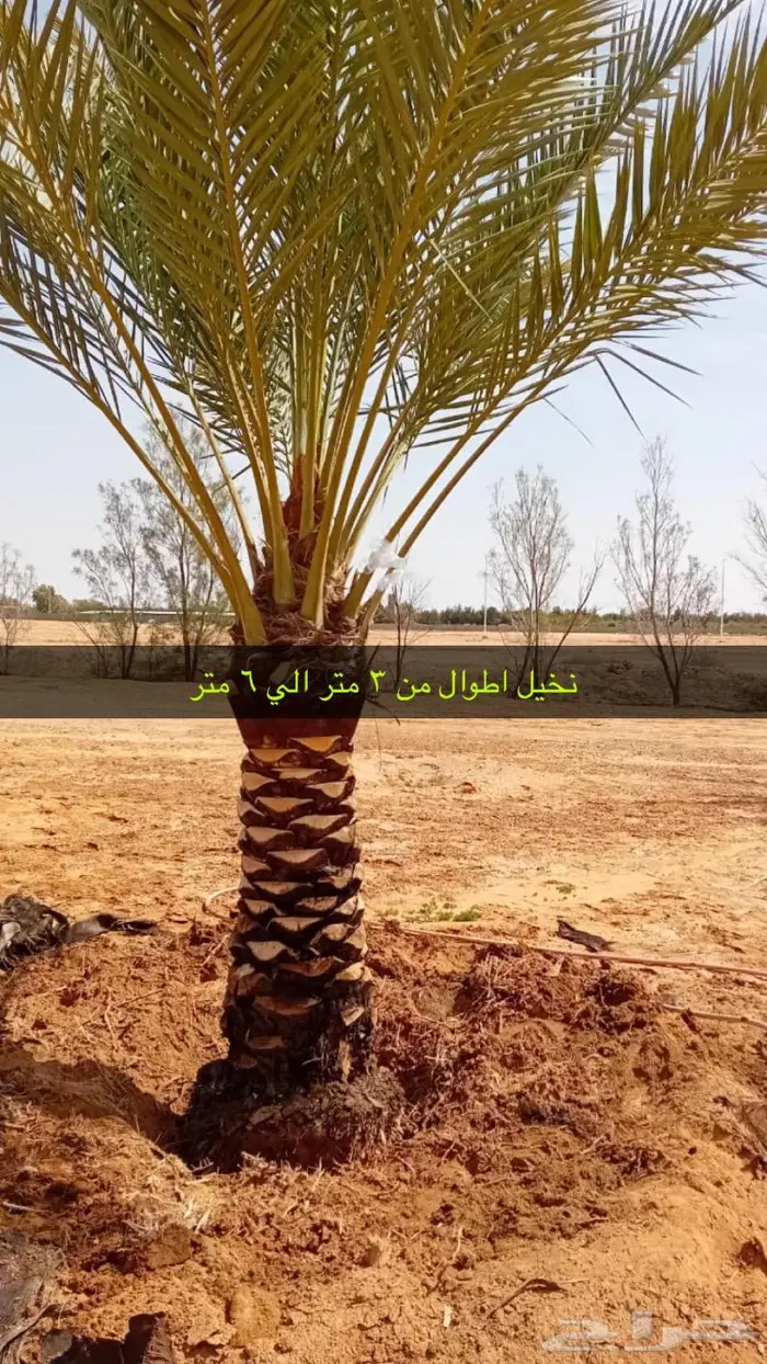 مشتل مؤسسة جوهرة الياسمين نبات والزيتون وتنسيق حدايق 22