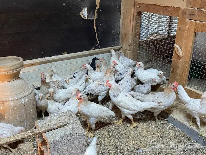 صوص دجاج بلدي ابيض ( تم البيع ) 4