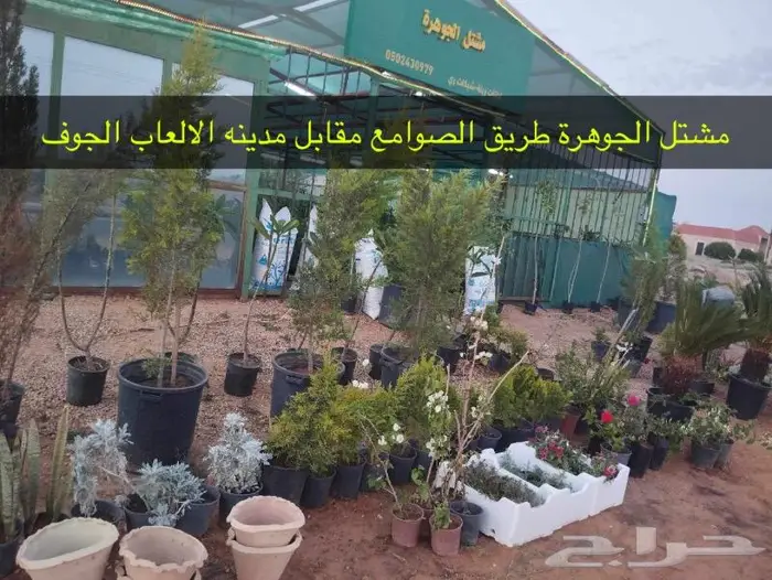 مشتل مؤسسة جوهرة الياسمين نبات والزيتون وتنسيق حدايق 7