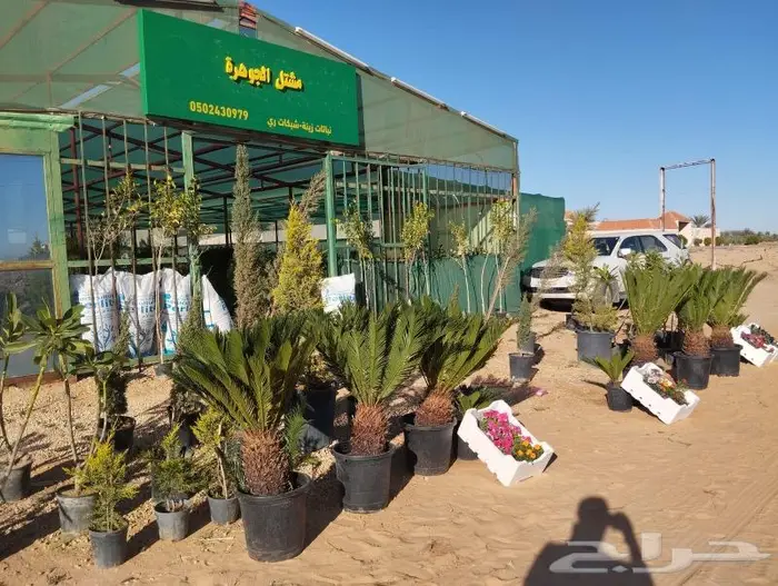 مشتل مؤسسة جوهرة الياسمين نبات والزيتون وتنسيق حدايق 6