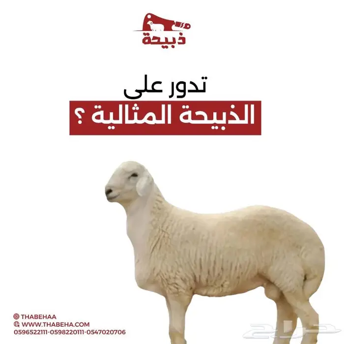 متجر ذبيحة 7