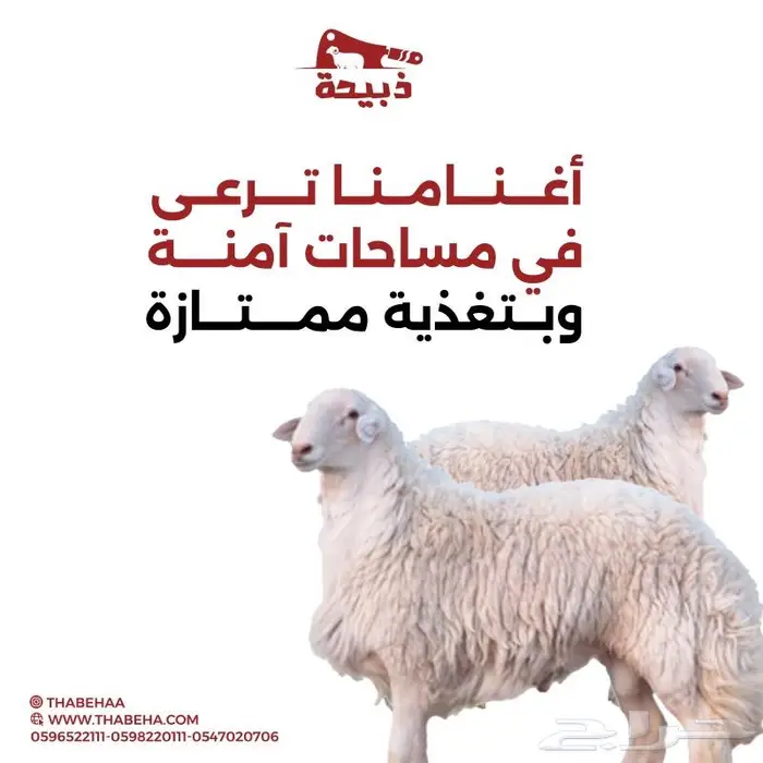 متجر ذبيحة 46