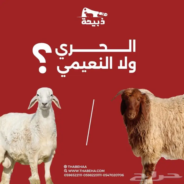 متجر ذبيحة 51