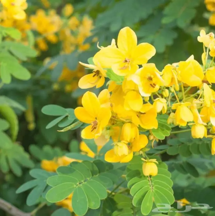 أكاسيا جلوكا 0