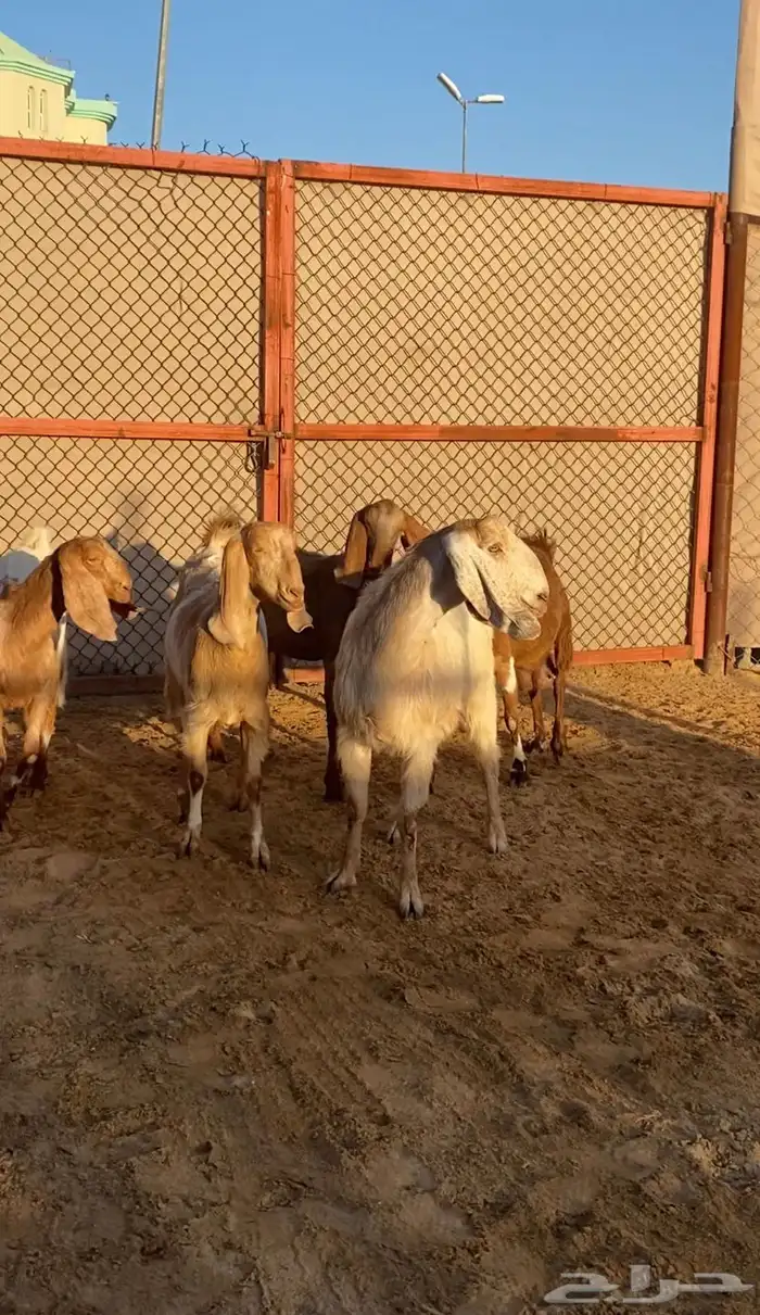 5 معزا مصريات فواخر دفيع ( تم البيع ) 1