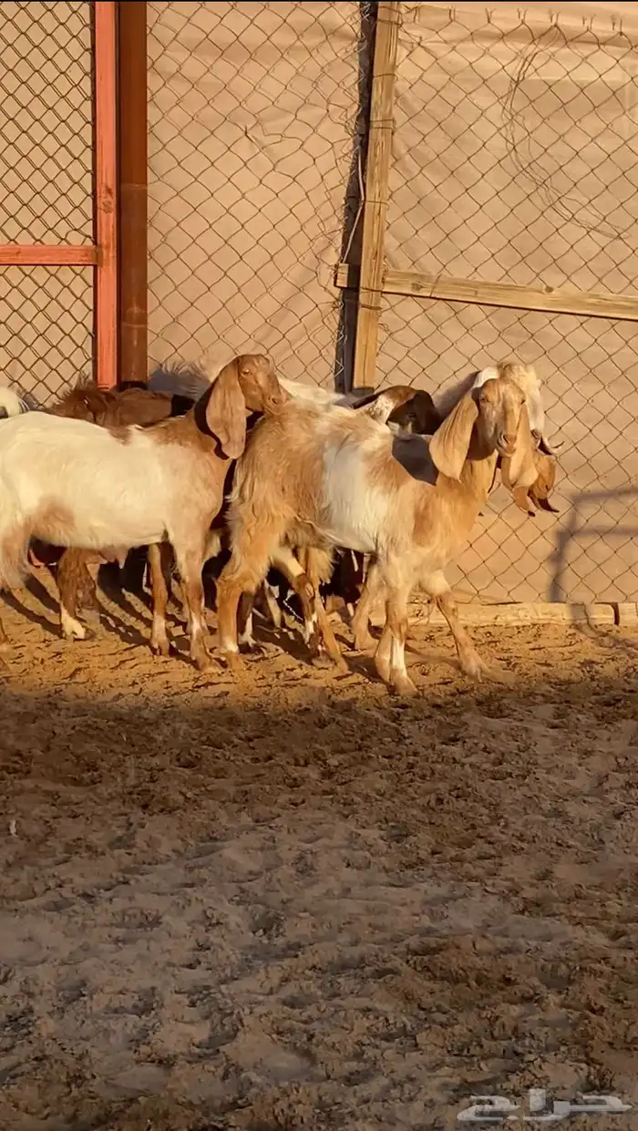 5 معزا مصريات فواخر دفيع ( تم البيع ) 3