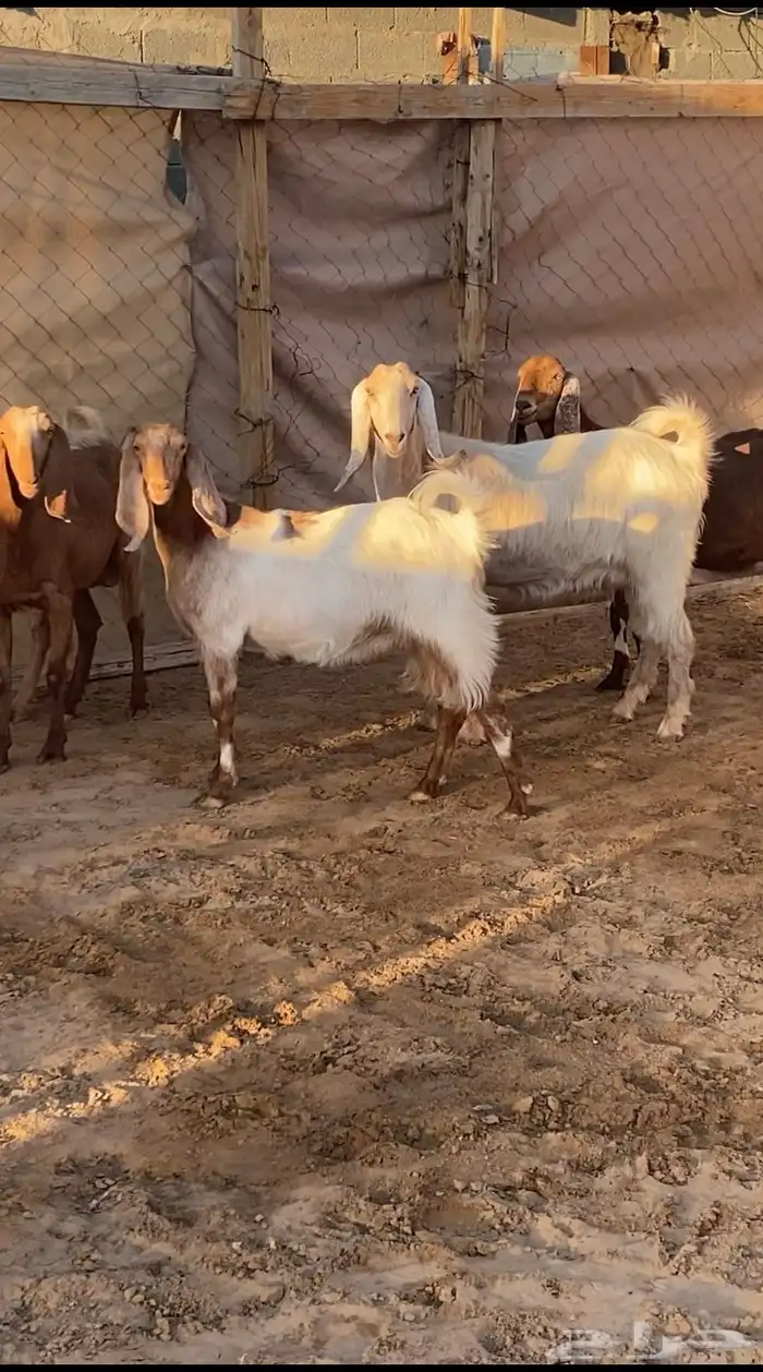 5 معزا مصريات فواخر دفيع ( تم البيع ) 2