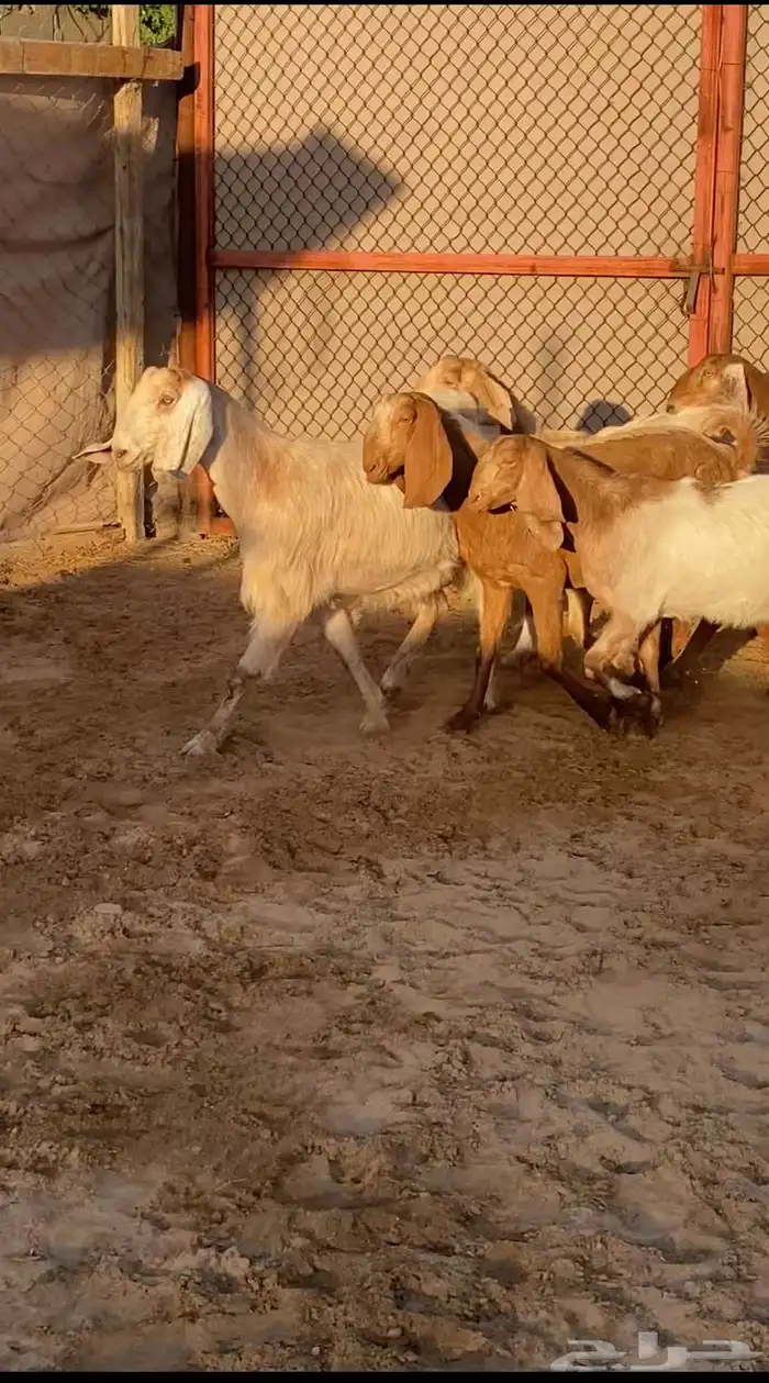 5 معزا مصريات فواخر دفيع ( تم البيع ) 0