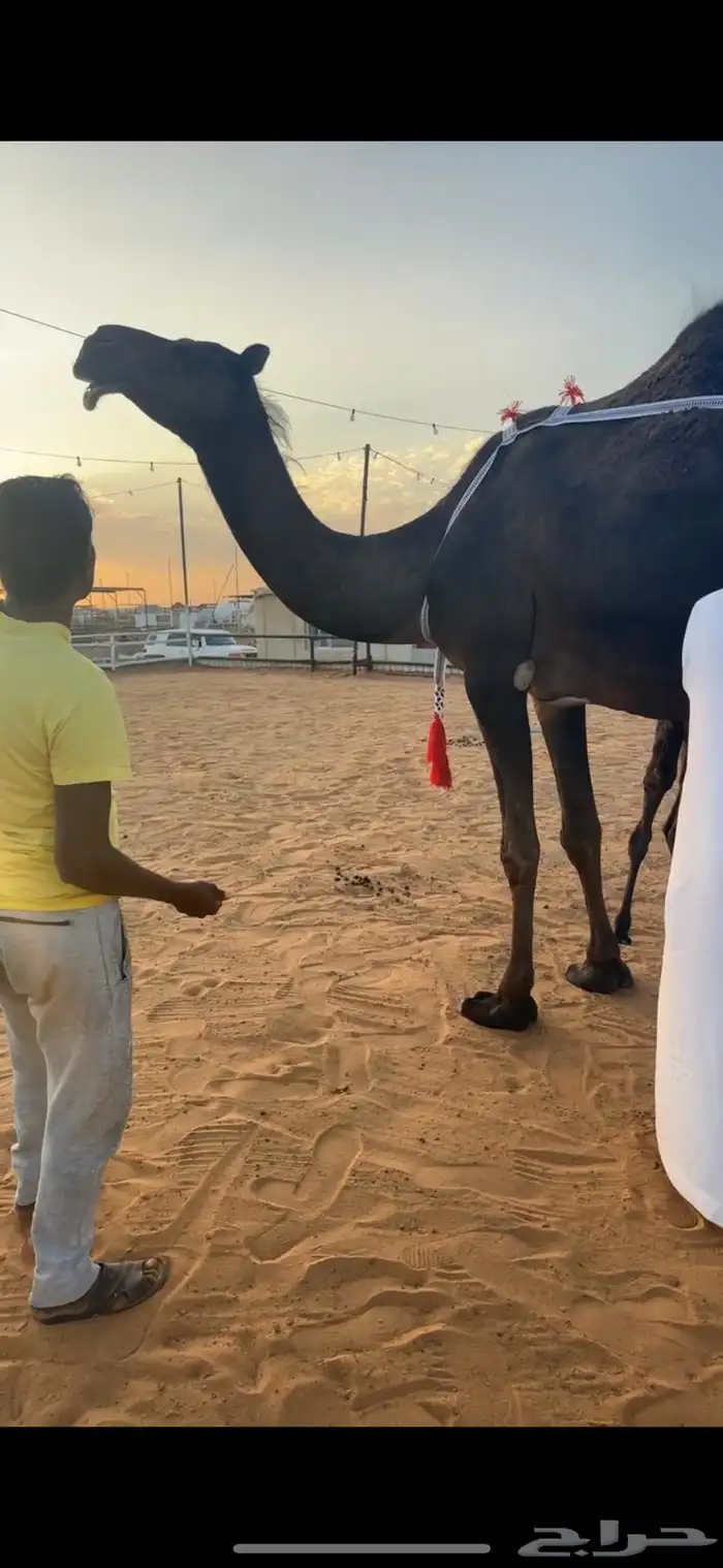 خلفات للبيع مجاهيم  وصفراء طيبه تحتها بكره ومناح طيب 8