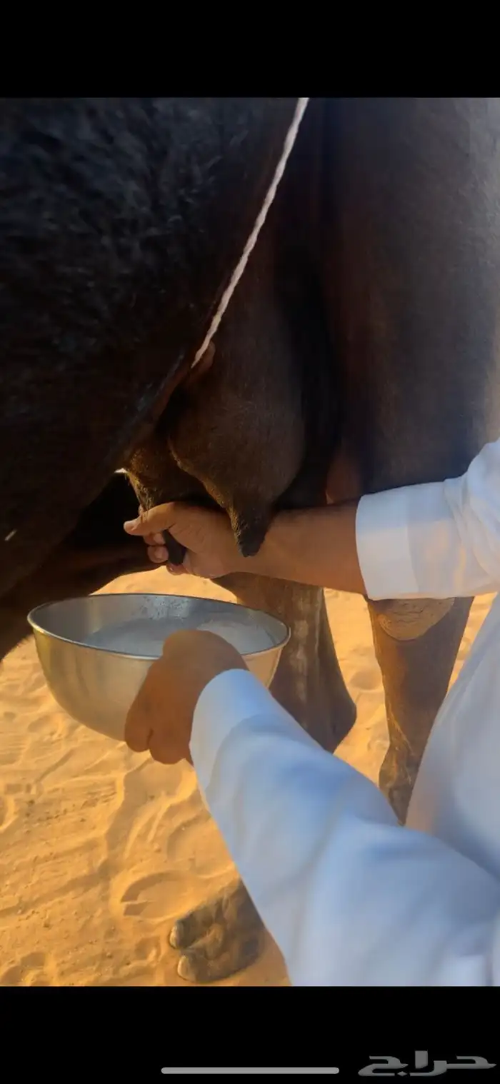 خلفات للبيع مجاهيم  وصفراء طيبه تحتها بكره ومناح طيب 6