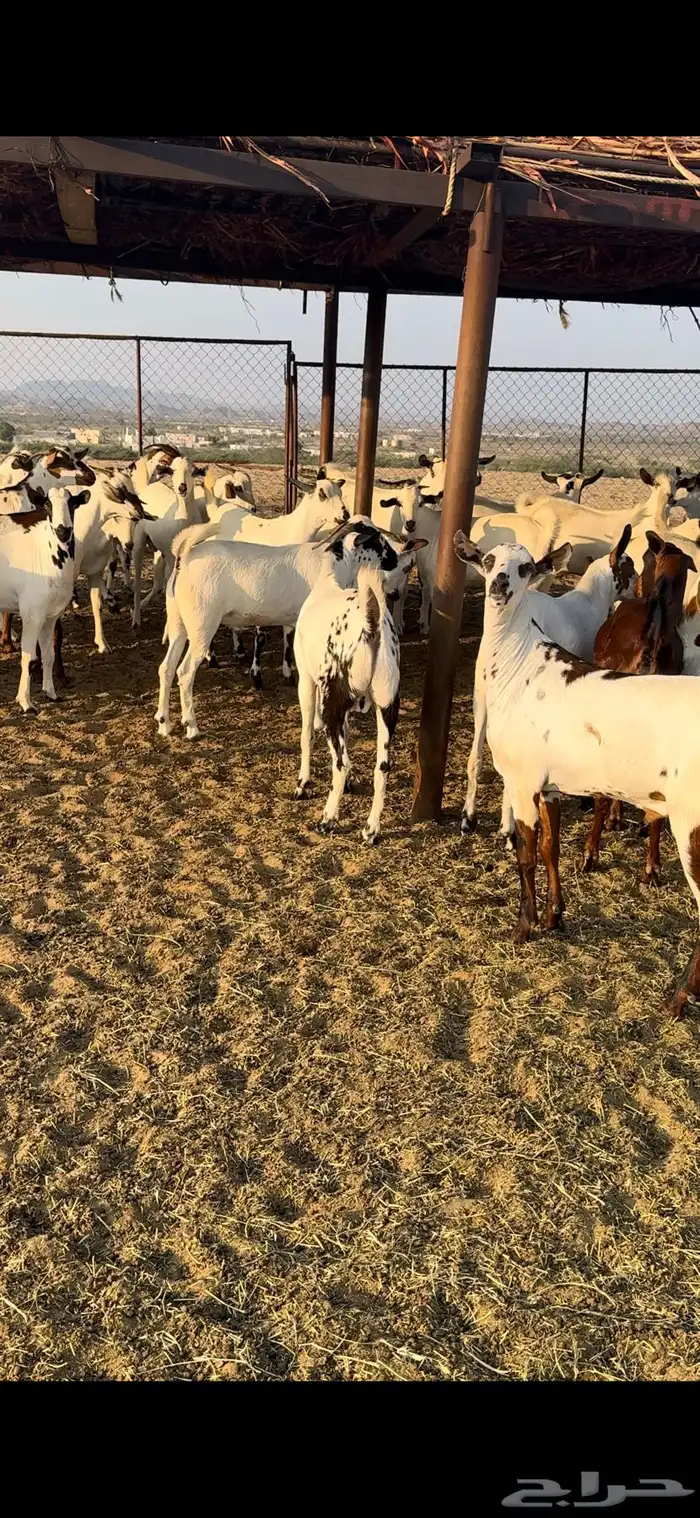 ذبايح مناسبات تيوس 0