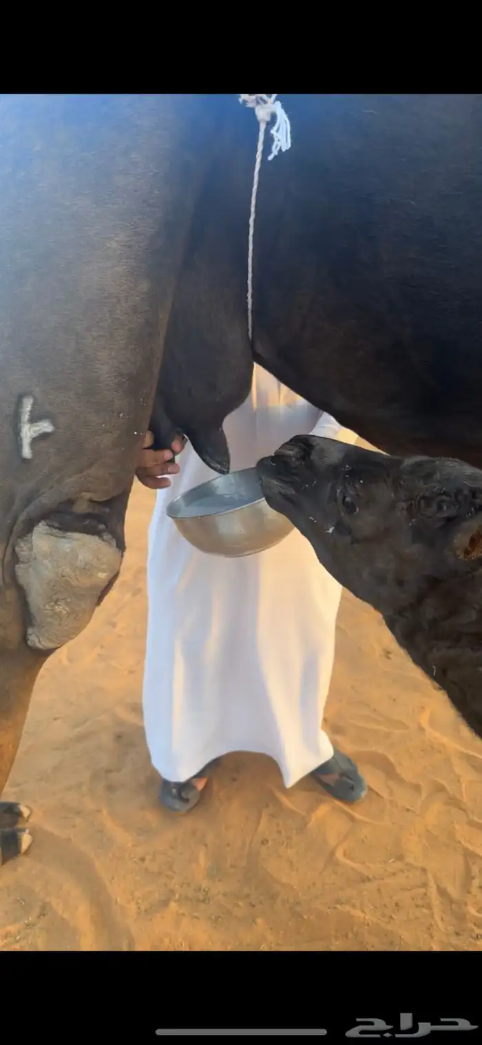 خلفات للبيع مجاهيم  وصفراء طيبه تحتها بكره ومناح طيب 10