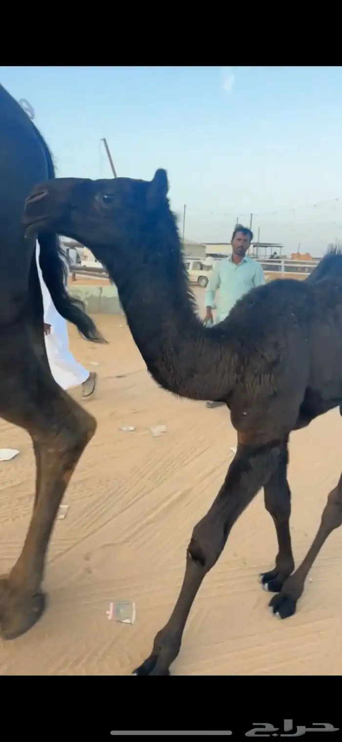 خلفات للبيع مجاهيم  وصفراء طيبه تحتها بكره ومناح طيب 1