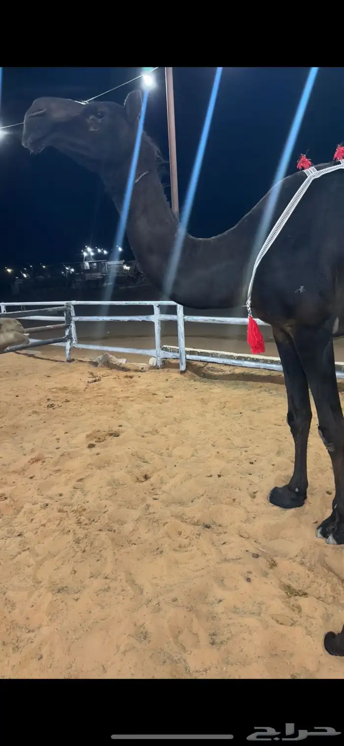 خلفات للبيع مجاهيم  وصفراء طيبه تحتها بكره ومناح طيب 2