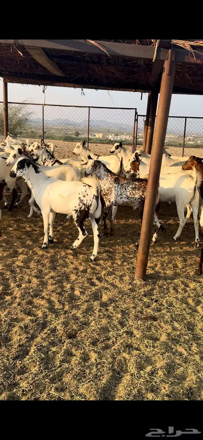 ذبايح مناسبات تيوس 1