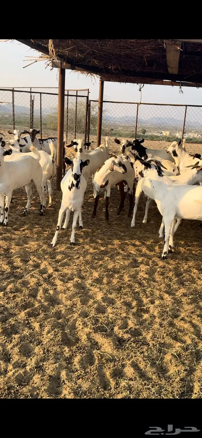 ذبايح مناسبات تيوس 2