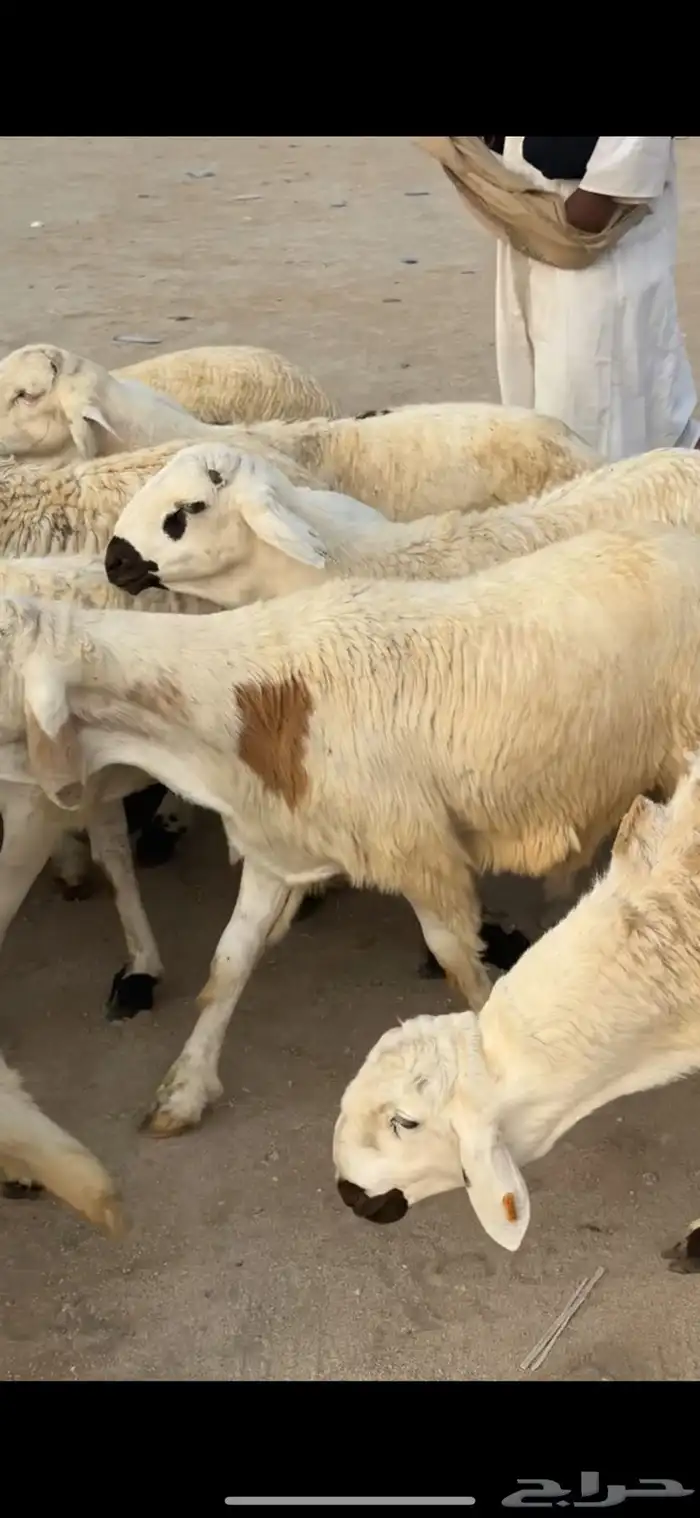 ارباع حنيذ ولحم ني ويوجد توصيل مع تقييمات العملاء 30