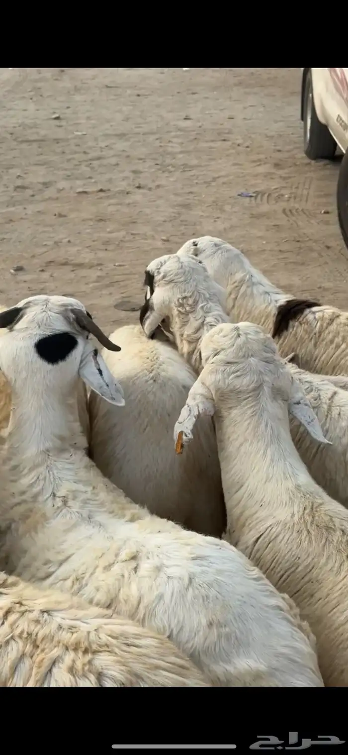 ارباع حنيذ ولحم ني ويوجد توصيل مع تقييمات العملاء 32