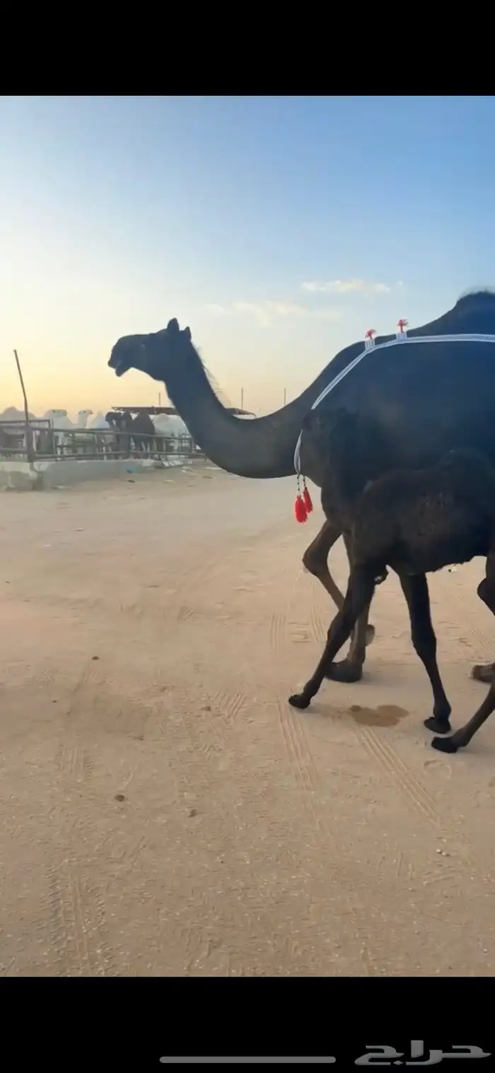 خلفات للبيع مجاهيم  وصفراء طيبه تحتها بكره ومناح طيب 0